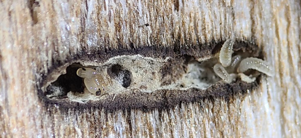 Cut piece of wood, revealing a hollowed section of wood (gallery) filled with small translucent-white larvae and white fungus.